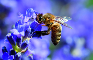 ECH_BeeSting_widget