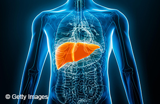 Liver in the human body