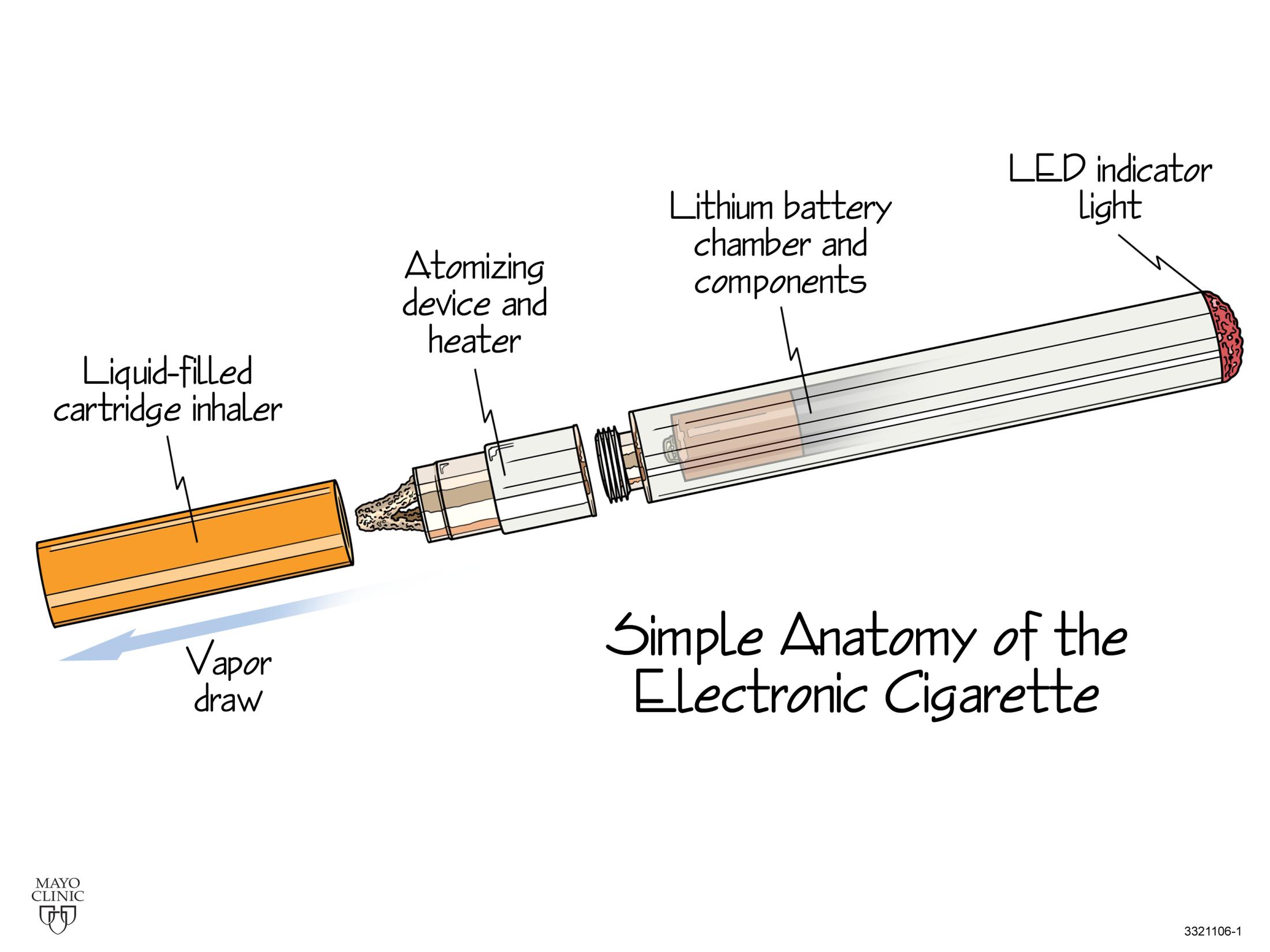 EcigAnatomy
