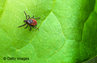 Tick on green leaf