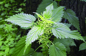 ECH_Nettles_01_widget