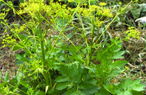 ECH_Parsnip_03_widget