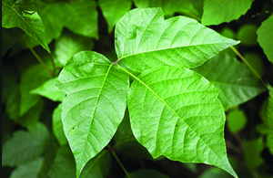 ECH_PoisonIvy_01_widget