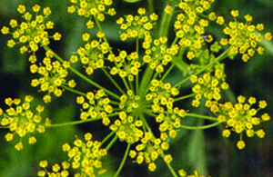 ECH_WildParsnip_01_widget