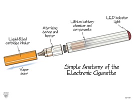 EcigAnatomy