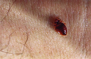 ECH_BedBug_01_widget